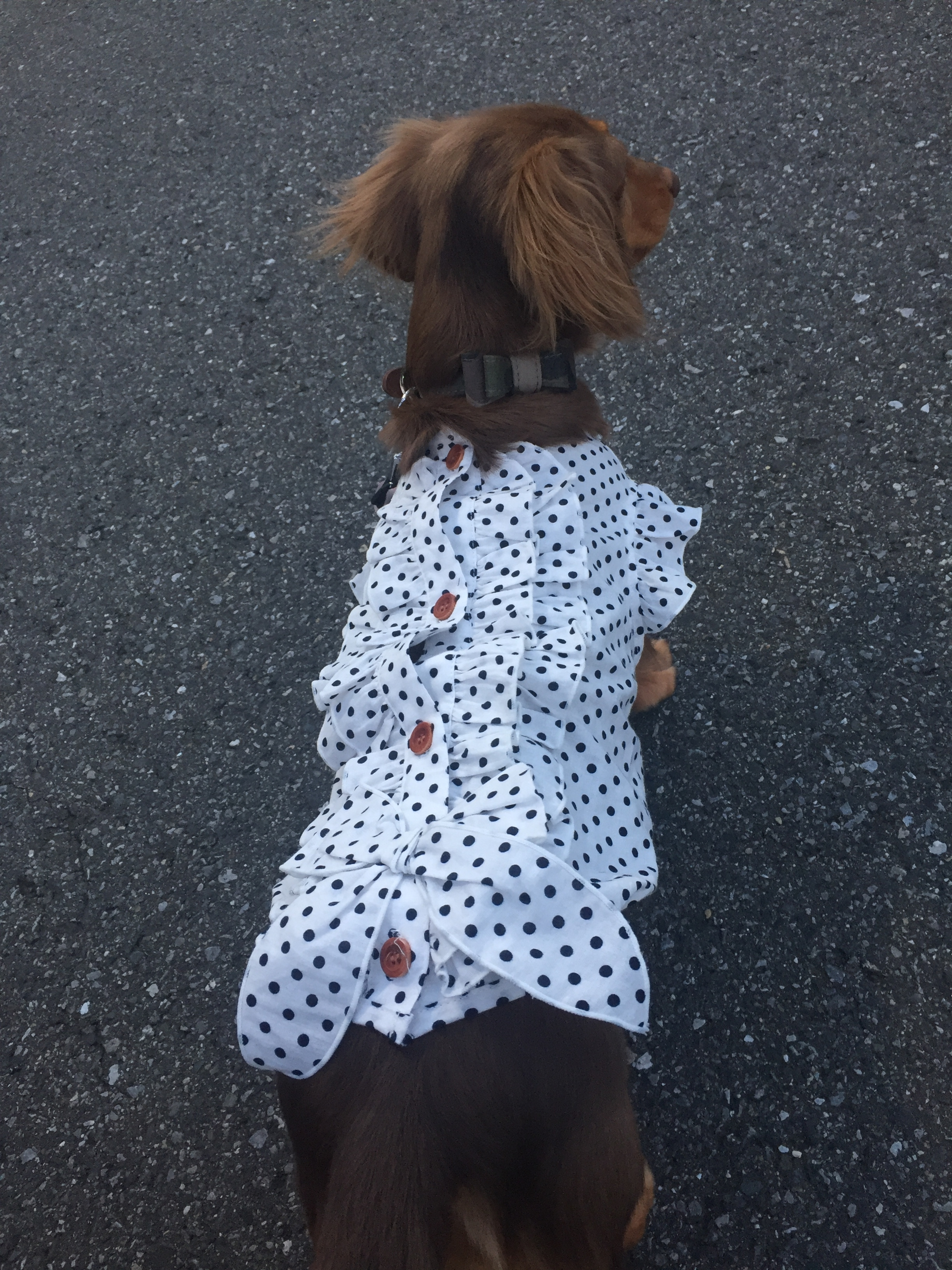 愛犬の洋服