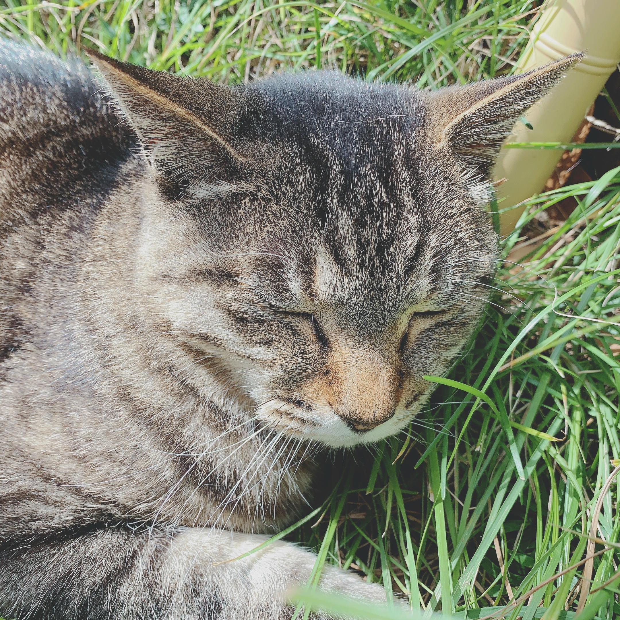 ねこ